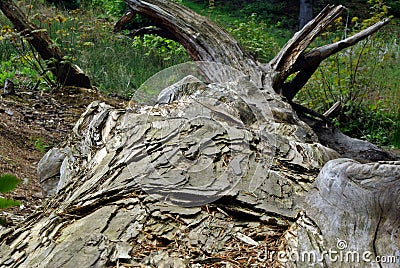 Fallen tree trunk Stock Photo