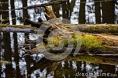 Fallen Logs Reflection Stock Photo