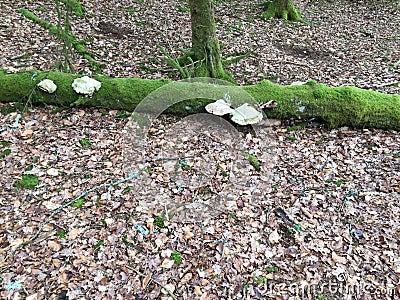 Fallen tree with white moss and bracket fungus Stock Photo