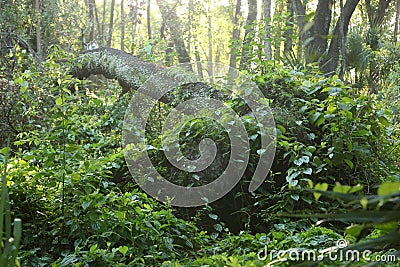 Fallen tree in the woods Stock Photo