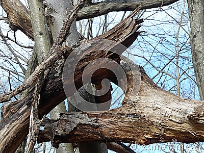 Twisted Limbs of Trees Living and Dead Form a Montage of Branches and Trunks Stock Photo