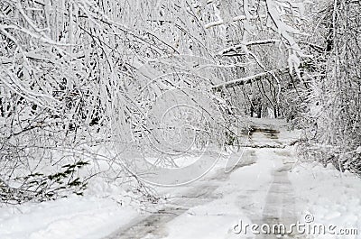 Fallen trees on road in winter snow storm Stock Photo