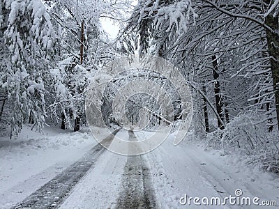 Fallen trees on road in winter storm Quinn Stock Photo