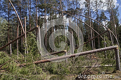 Fallen trees, storm damage, windfall. Stock Photo
