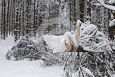 Fallen trees under the snow load, heavy snowfall damages forest Stock Photo