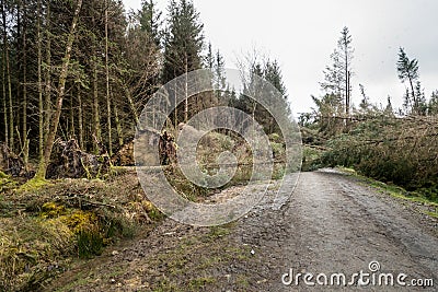 Fallen, uprooted pine trees along access road. Storm damage. Stock Photo