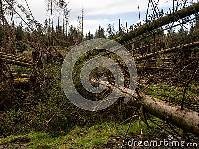 Fallen, uprooted pine trees. Storm damage. Stock Photo
