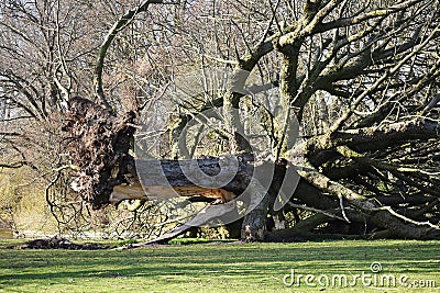 Fallen uprooted tree in a park. Stock Photo