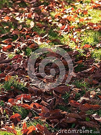 Fallen walnut leaves on green grass, partial focus. Autumn Park. Close-up. Partial focus Stock Photo