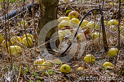 Fallen yellow apples by tthe trunk of a deciduous apple tree in a field in winter Stock Photo