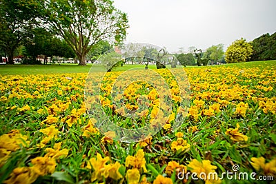 Fallen yellow flowers Stock Photo