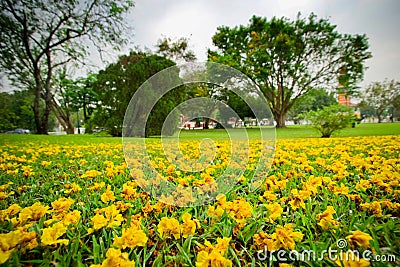 Fallen yellow flowers Stock Photo