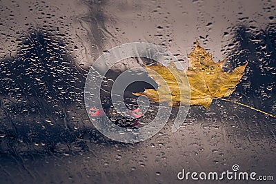 Fallen yellow leaf and rain drops Stock Photo