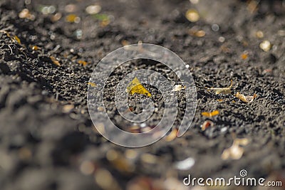 Fallen yellow leaves on lumps of gray, loose soil. shallow depth of field Stock Photo