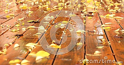 Fallen yellow leaves. Wet, wintery autumn vibes Stock Photo