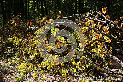 Fallen young birch tree blocking the path Stock Photo