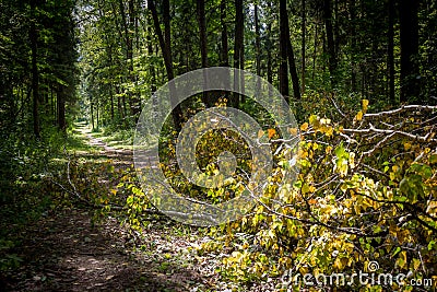 Fallen young birch tree blocking the path Stock Photo