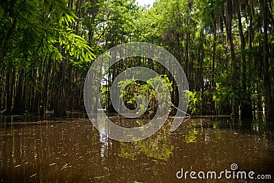 Fallen Young Tree in the Midst of a Cypress Forest on Lake Bistineau Louisiana Stock Photo