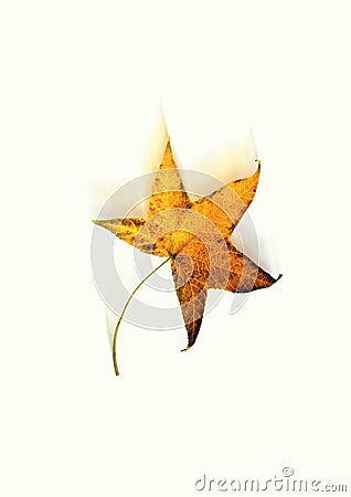 Falling autumn leaf Stock Photo