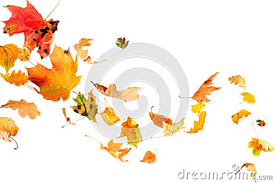 Falling Autumn Leaves Stock Photo