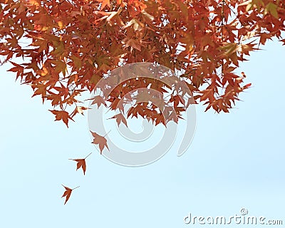 Falling autumn leaves, red maples with blue sky background Stock Photo