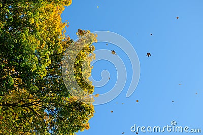 Falling Colorful Autumn Leafs and Tree over Deep Blue Sky Stock Photo