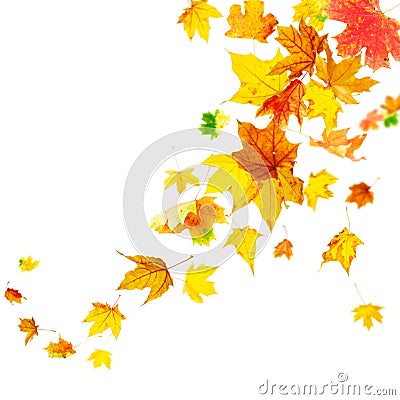 Falling colorful autumn maple Stock Photo