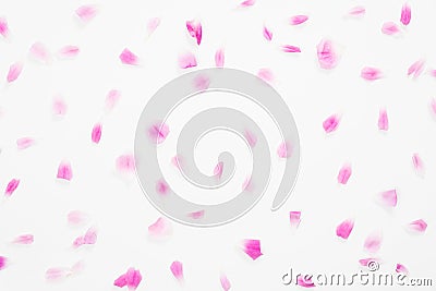 Falling down pink roses petals on white background. Flat lay, top view. Valentine`s background. Love, romance concept Stock Photo