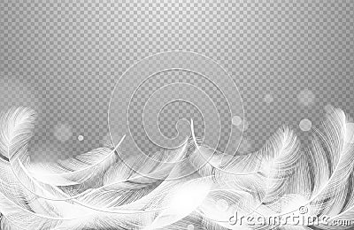 Falling feathers vector. Realistic floating white feathers isolated on transparent background Vector Illustration