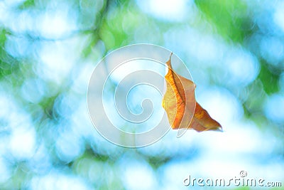 Falling leaf in the air, beauty in Nature Stock Photo