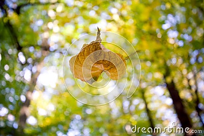 Falling leaf Stock Photo