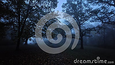 Falling leaves along a darkened pathway on a foggy fall day Stock Photo