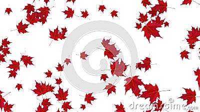 red fall leaves background