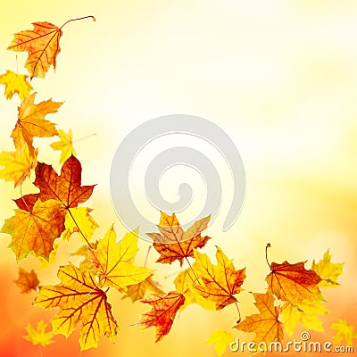 Falling maple leaves background Stock Photo