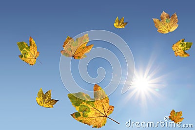 Falling maple leaves and bright sunlight, blue sky Stock Photo