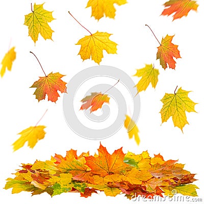 Falling maple leaves white background Autumn fall Stock Photo