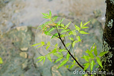 Falling Monsoon Rain on Green Neem Tree Plant leaf. Raindrop on leaves picture. Beautiful rainy season, water drop on green leaf Stock Photo