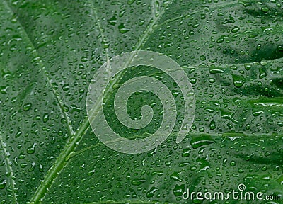 Falling Rain drops on green plant leaf. Kachu pata or mammoth elephant ear Taro cocoyam with fresh water raindrops of dew in Stock Photo