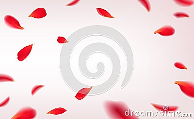 Falling red rose petals isolated on white background. Vector illustration with beauty roses petals frame, applicable for Vector Illustration