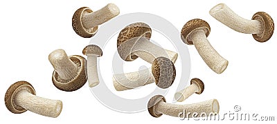 Falling Shimeji mushroom collection, brown beech mushrooms isolated on white background Stock Photo