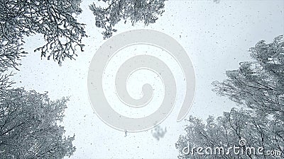 Snowfall. Snow falls in flakes sky, snow-covered treetops on winter. Slow motion Stock Photo