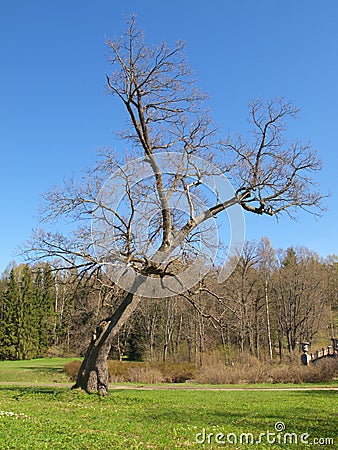 Almost falling tree Stock Photo