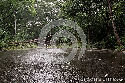 Falling tree debris block road in forest after rain storm Stock Photo