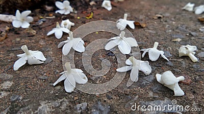 Falling white Wild Water Plum flower on the floor Stock Photo