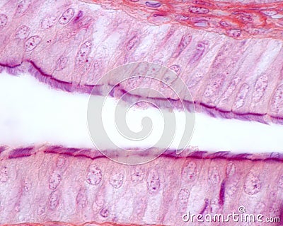 Fallopian tube. Ciliated epithelium Stock Photo