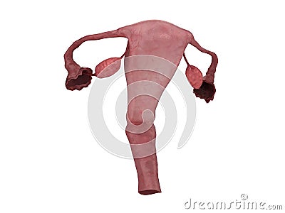 Fallopian tubes with uterus and ovaries Cartoon Illustration