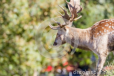 Fallow Dear (Dama dama) Stock Photo