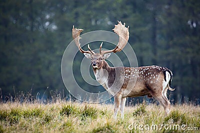 Fallow Deer Stock Photo