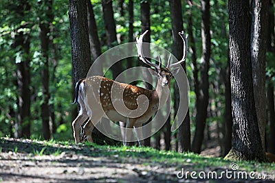 Fallow deer Stock Photo