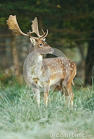 Fallow deer Stock Photo